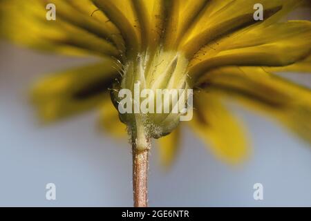 Crepis sancta, Compositae. Wild plant shot in spring. Stock Photo