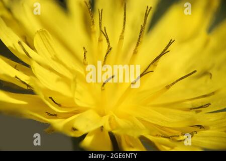 Crepis sancta, Compositae. Wild plant shot in spring. Stock Photo