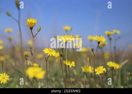 Crepis sancta, Compositae. Wild plant shot in spring. Stock Photo