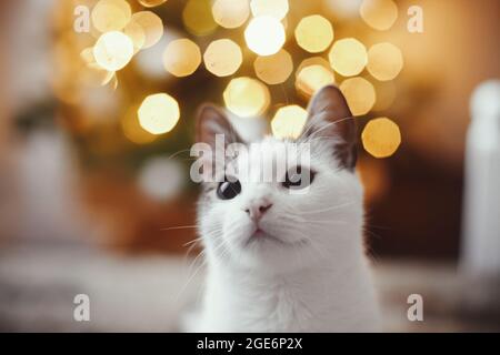 Adorable cat portrait on background of christmas tree lights golden bokeh. Cute kitten in modern festive evening room. Space for text. Merry christmas Stock Photo