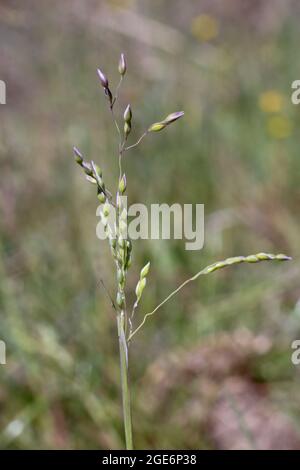 Milium vernale, Poaceae. Wild plant shot in spring. Stock Photo