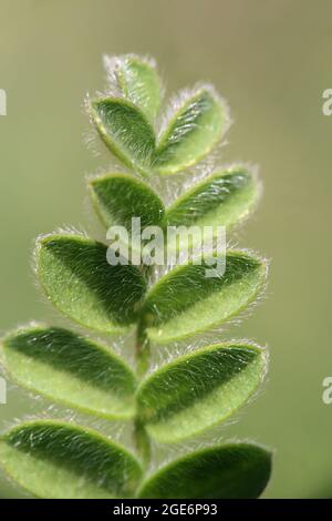 Ornithopus compressus, Fabaceae. Wild plant shot in spring. Stock Photo