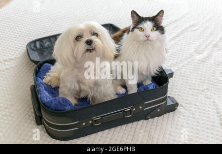 Small dog maltese in bag with cat waiting for a trip Stock Photo
