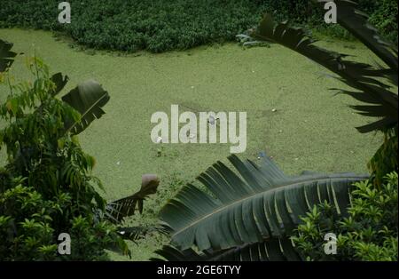 A pond is covered with hyacinth. Stock Photo