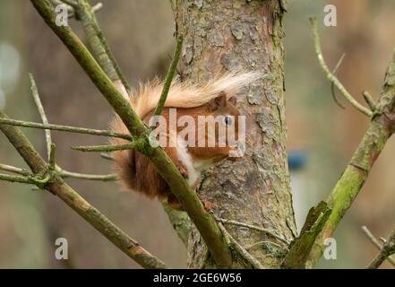 A Red squirrel at Highland Wildlife Park and zoo near Kingussie, Highland, Scotland. The park is located within the Cairngorms National Park. Stock Photo