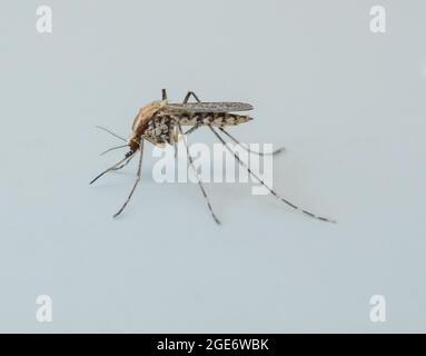 A Banded house mosquito, Arnside, Milnthorpe, Cumbria, UK Stock Photo