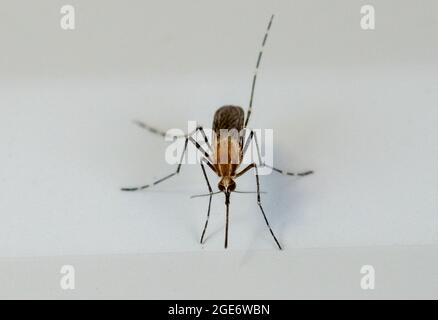 A Banded house mosquito, Arnside, Milnthorpe, Cumbria, UK Stock Photo