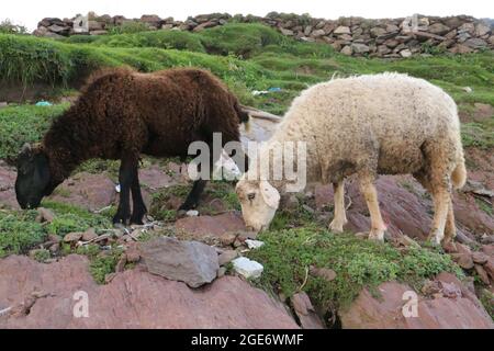 Close Up Brown And White Lamb Eating Grass Stock Photo