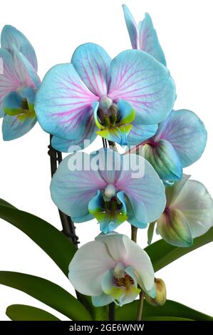 Blue orchid isolated on white background Stock Photo