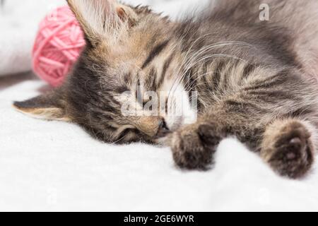 A little striped fluffy gray kitten sleeps with pink balls of yarn. Copy space for text. Stock Photo