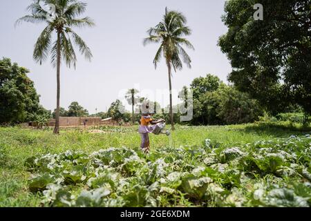 Panoramic view of a small black African girl in the midlle of a green field watering plants Stock Photo