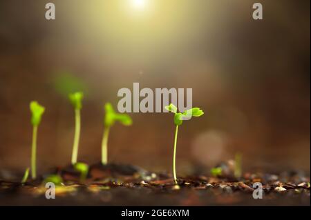 Green young tropical plants grownig on fertile soil at sunrise. Close ...