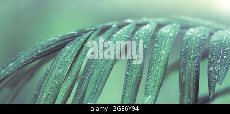 Close-up water drops on green palm leaves after the rain. Clear raindrops on green foliage in rainy season. Tropical ornamental plants. Stock Photo