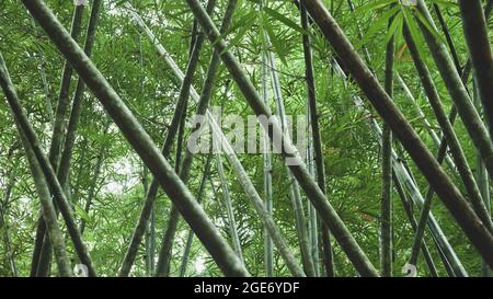 Bottom view of green bamboo forest in summer. Abstract bamboo stalks layers, shadow, shady and green foliage. Zen, meditation, relaxation concepts.