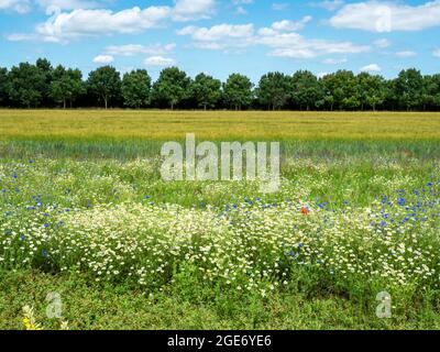 View over a field with wildflowers to a row of green trees Stock Photo