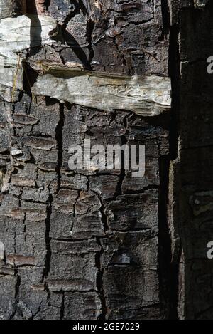 Close up of old birch bark, cracked from the time and age. Stock Photo