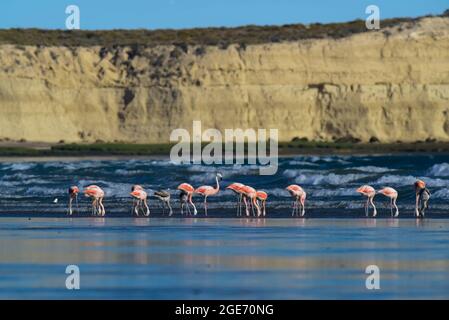 Flamingos flock in Pampas lagoon, La Pampa Province,Patagonia , Argentina. Stock Photo