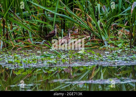 Northern jacanas Jacana spinosa in Tortuguero National Park, Costa Rica Stock Photo