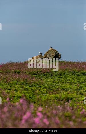 Gulls perched on a rock on Skomer Island with Red Campions in front Stock Photo