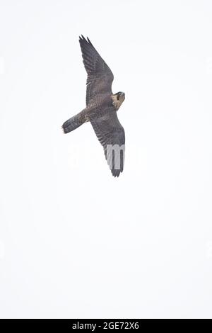 Peregrine Falcon (Falco peregrinus) Norwich Cathedral GB UK June 2021 Stock Photo