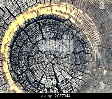 Round wood texture, saw cut of a tree trunk, inside, circles, vector wood texture, tracing. Vector illustration Stock Vector