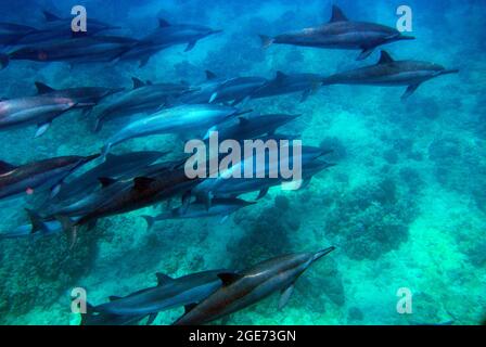 Large dolphin pod Stock Photo