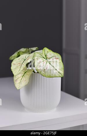 Exotic 'Caladium Bicolor Strawberry Star' houseplant with white leaves, green veins and pink spots in flower pot on table in front of gray wall Stock Photo