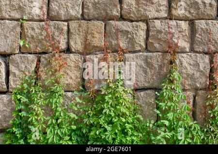 different branches with shades of green and red climbing up a stone wall. plant grows on top of a stone wall in the summertime Stock Photo