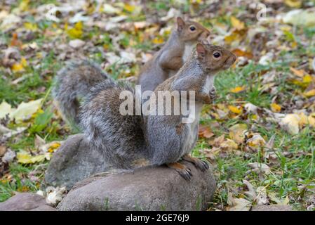 Gray Squirrels (Sciurus carolinensis ) alert, hunting for food, Autumn, E USA, by Skip Moody/Dembinsky Photo Assoc Stock Photo