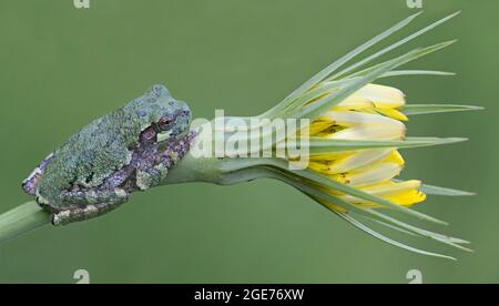 Gray Tree Frog (Hyla versicolor) perched on Goat's Beard (Tragopogon dubius), E USA, by Skip Moody/Dembinsky Photo Assoc Stock Photo