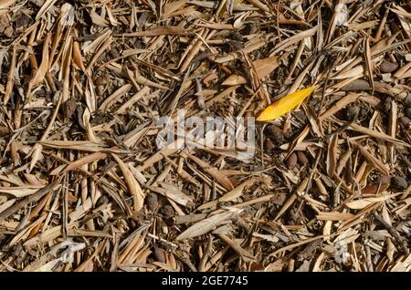 Close up of dry brown leaves on ground. Top view of dry leaves, branches and acorns on ground in autumnal forest in sunlight Stock Photo