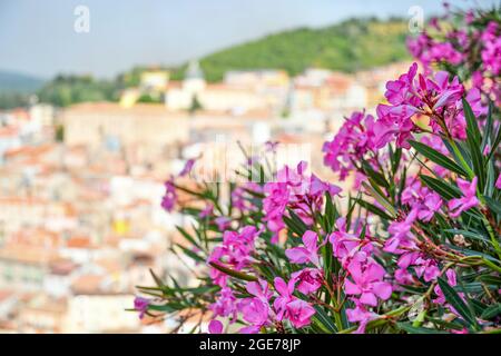 Colorful flowers in the landscape of Acri, a medieval town in the Calabria region of Italy. Stock Photo