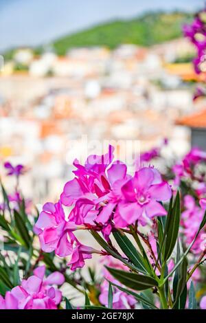 Colorful flowers in the landscape of Acri, a medieval town in the Calabria region of Italy. Stock Photo