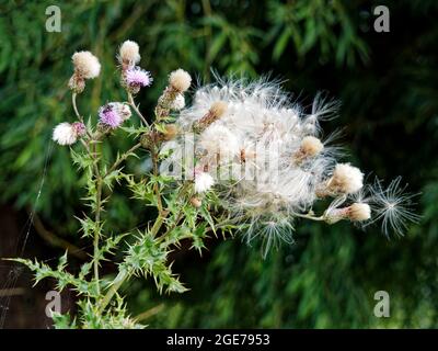 Thistle head with fading flowers and light fluffy seeds blwoing away in the wind. Probably Slender Thistle (Carduus tenuiflorus). Stock Photo