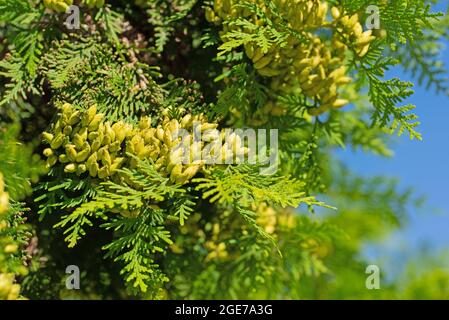 Female cones on the Occidental Arborvitae, Thuja occidentalis Stock Photo