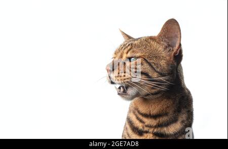 brown spotted bengal cat with green eyes meowing looking to the side isolated on white background Stock Photo