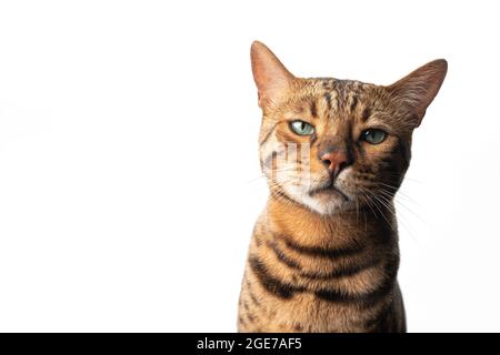 brown spotted bengal cat with green eyes looking at camera isolated on white background Stock Photo