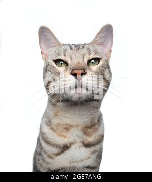 silver tabby bengal cat looking at camera isolated on white background Stock Photo
