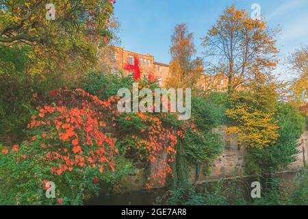 Golden hour light on ivy covered tenement apartment buildings with autumn colours along the Water of Leith in Stockbridge, Edinburgh, Scotland, Uk. Stock Photo