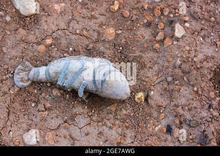 Close-up of a stuffed animal abandoned in a rural area representing a colored striped fish. Image with copy space to add texts Stock Photo