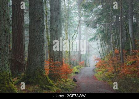 A misty and empty nature trail and path through a dark, moody, ominous autumn forest woodland at the Hermitage, Dunkeld, Scotland. Stock Photo