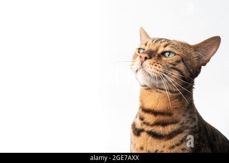 portrait of a brown bengal cat with green eyes looking curiously isolated on white background Stock Photo