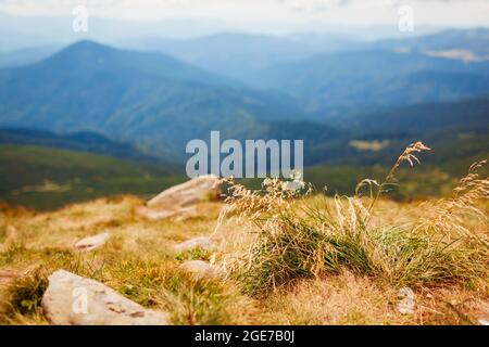 Top view of summer mountain landscape in Ukrainian Carpathians with grass among rocks. Natural field meadow background Stock Photo