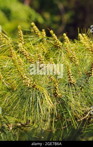 Armand pine, Chinese white pine, Armands Kiefer, pin d'Armand, Pinus armandii, kínai selyemfenyő Stock Photo