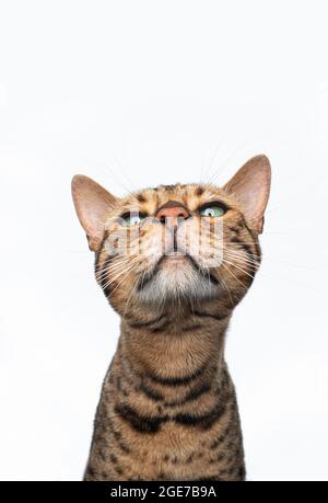 brown spotted bengal cat making funny face looking at camera snooty isolated on white background Stock Photo