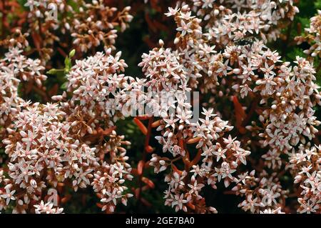 white stonecrop, Weiße Fetthenne, Sedum album, fehér varjúháj, Hungary, Magyarország, Europe Stock Photo