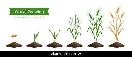 Vector illustration of stages of wheat seed growth. Cycle of growth of ...