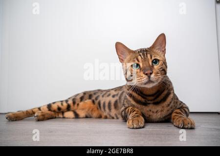 brown spotted bengal cat lying on wooden flooring resting in front of white door with copy space Stock Photo