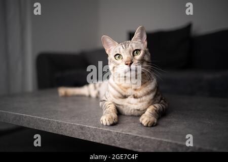 portrait of a curious bengal cat resting on living room table in fron of couch Stock Photo