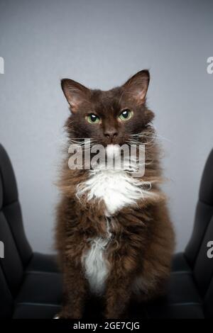 chocolate white brown LaPerm Cat with curly longhair fur portrait on gray background with copy space Stock Photo